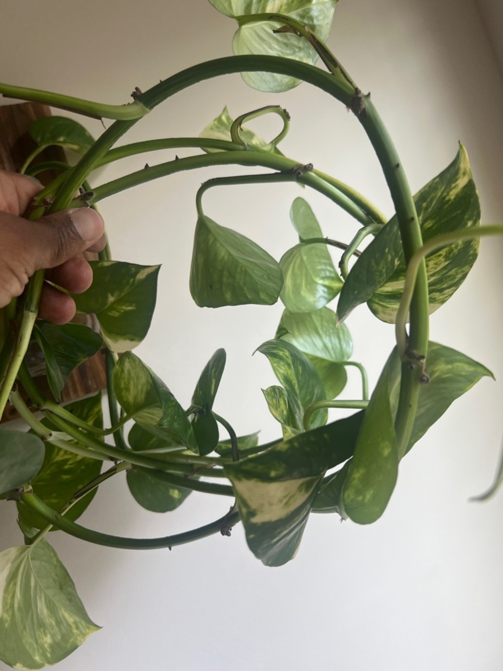 Green Pothos Vining Houseplant - Live Variegated Leaves